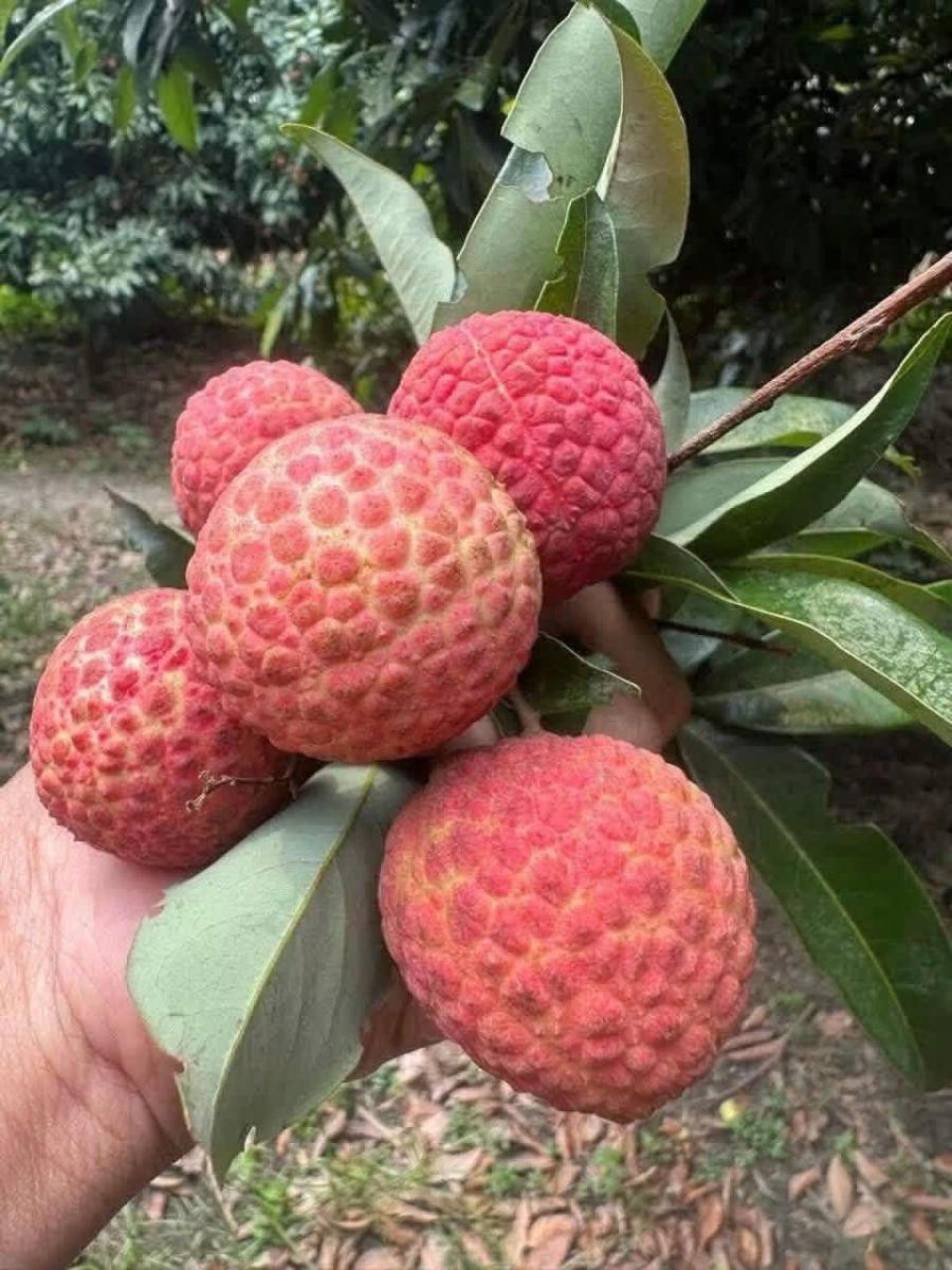 আগামীকাল দিনাজপুরের লিচু আসবে। image 2