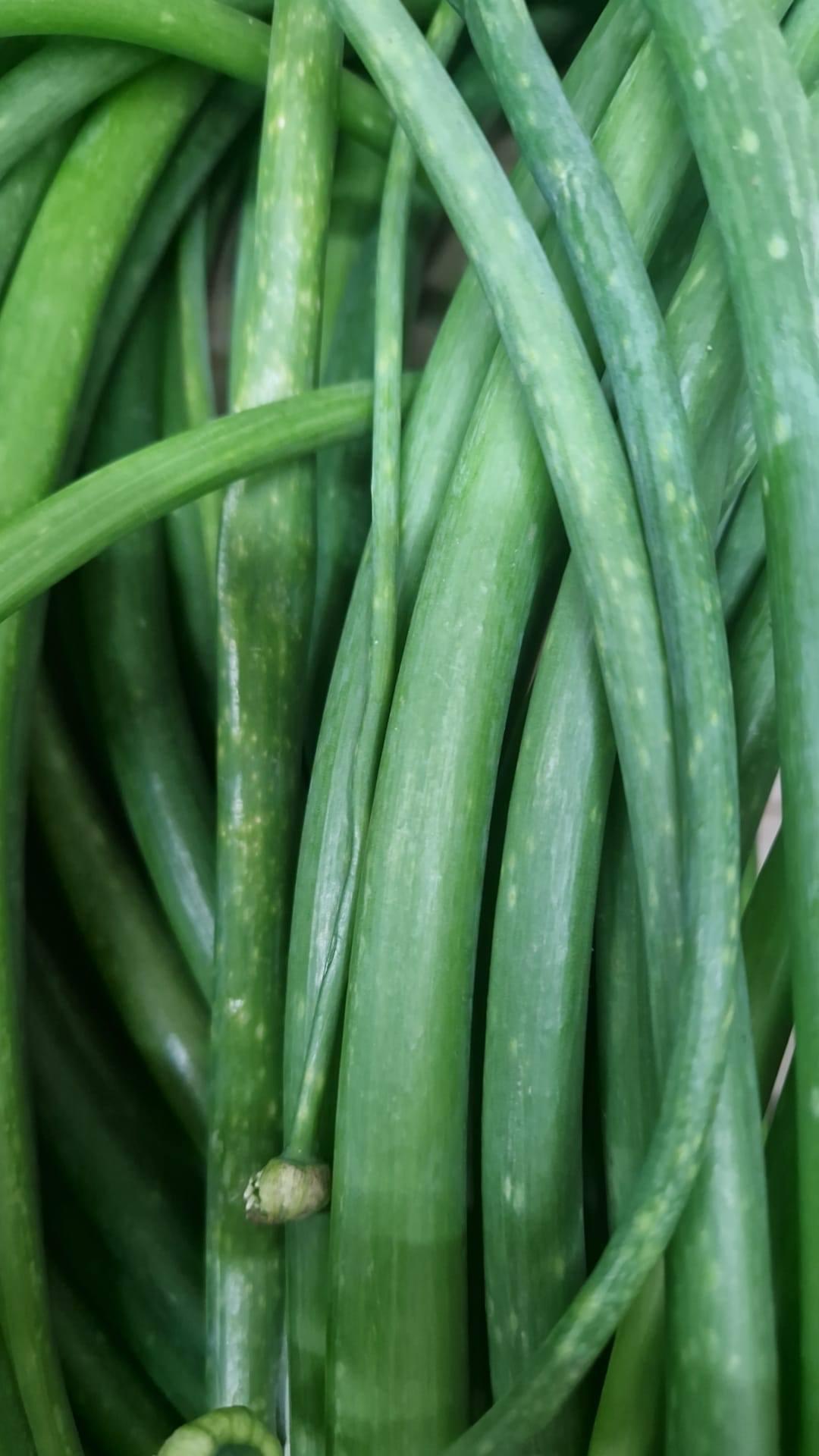 অনেক দেশিয় শাক সব্জী আসছে এইমাত্র।  viele frische gemüse gleich angekommen.