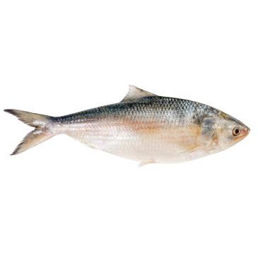 Hilsha Deshi ( 800-1000) 1 KG